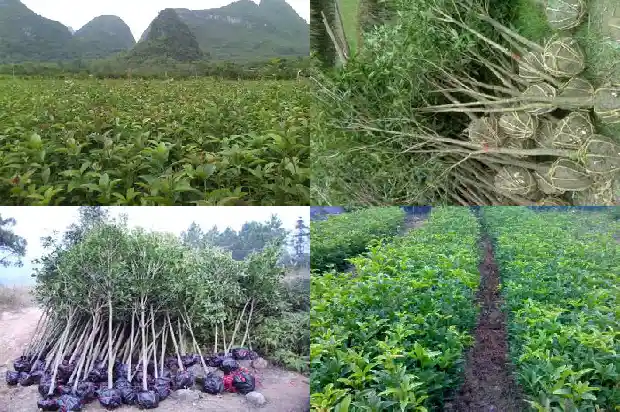 桂花树一年能长几公分粗的根1684974502814