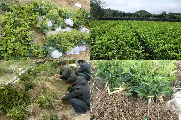 桂花树一年能长几公分粗的根1684974502862