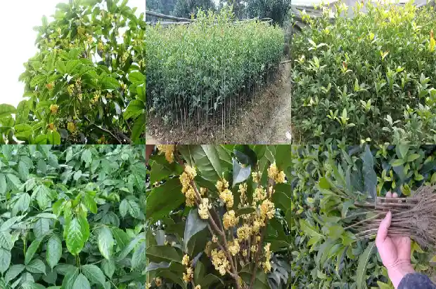 桂花树长多粗开花实生苗好1684974543268