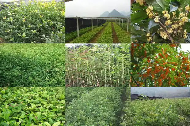 桂花树长多粗开花实生苗好1684974543363
