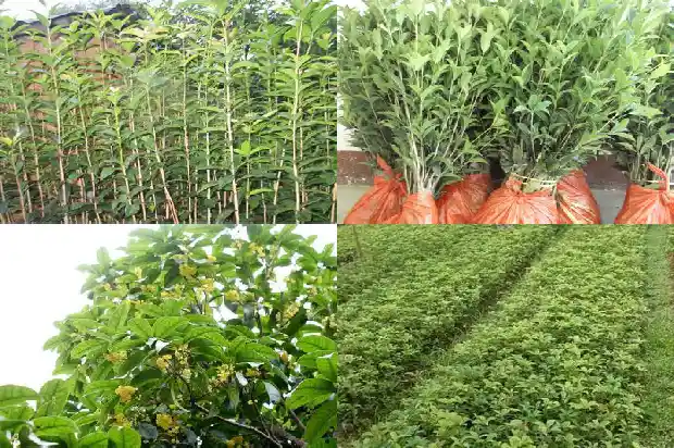 桂花树的重量1684974586060