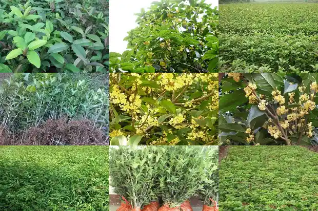桂花树的重量1684974586108