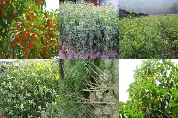 桂花树间隔多少米浇水最好活1684974608044
