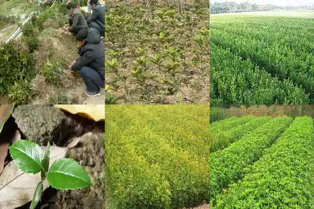 桂花树间隔多少米浇水最好活1684974608091