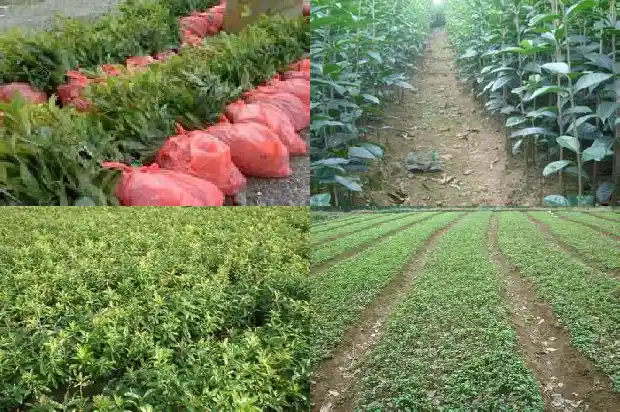 桂花是不是乔木的一种1688436274436