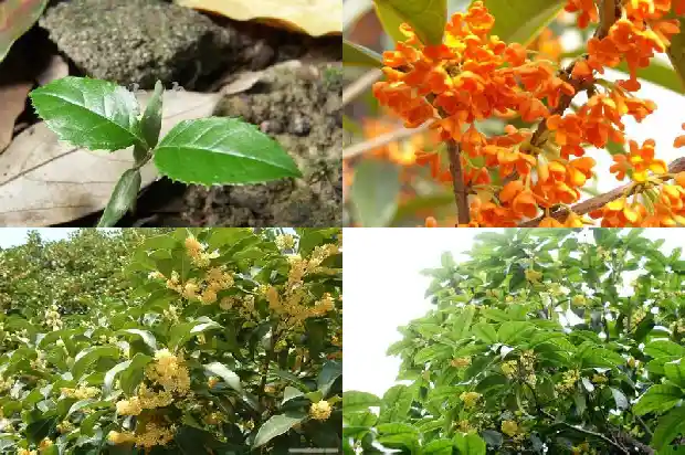 桂花树间隔多少米浇水好养1684974651505