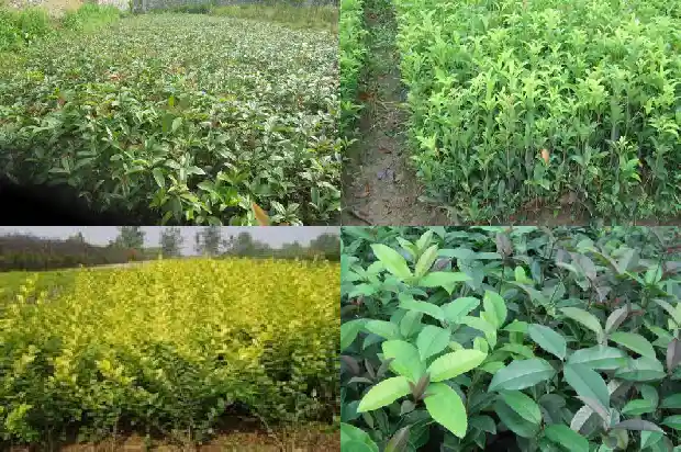 桂花树浇水量多少合适1684974673213