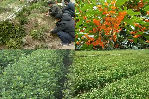 桂花树多久浇水合适1684974695188