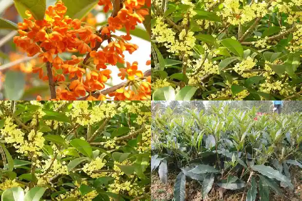 桂花树间隔多少米施肥好呢1684974719543