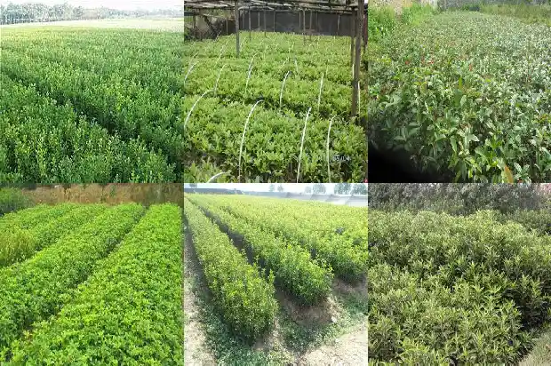 桂花树间隔多少米施肥好呢1684974719591