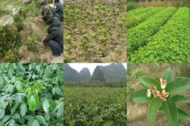 桂花什么季节播种最好1688606725950
