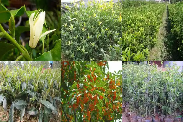 桂花树间隔多少米开花结果子1684974822352