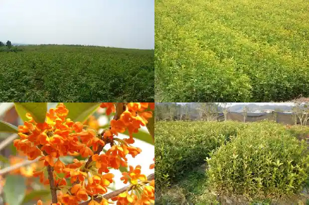 桂花树间隔多少米开花结果子1684974822399