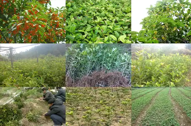 桂花树间隔多少米开花结果子1684974822447