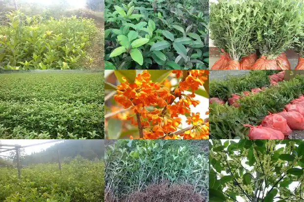 桂花树多少度开花结果1684974843977