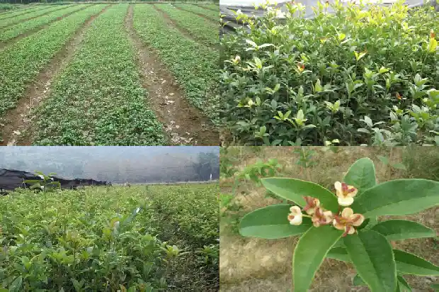 桂花树什么温度开花1684974863922