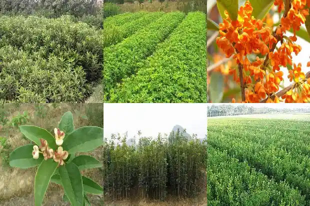 桂花树什么温度开花1684974863969