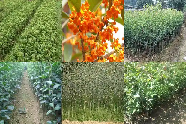桂花树的间距多少米合适呢1684974885269