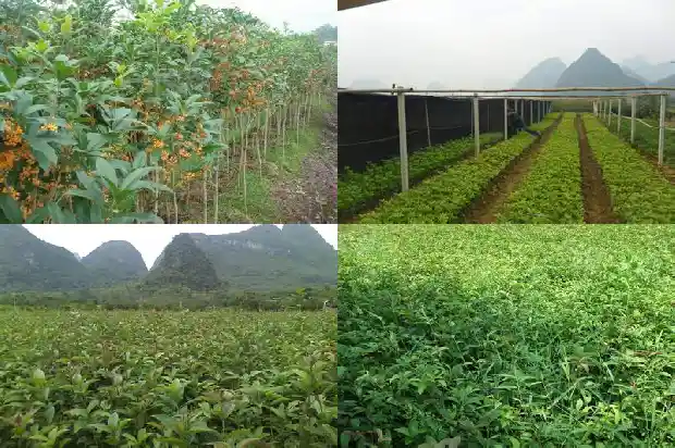 桂花树价格行情最新走势分析1690417703507