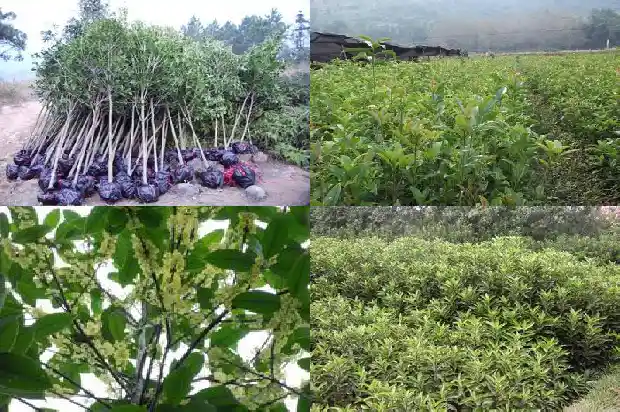 桂花树的间距多少米合适呢1684974885365