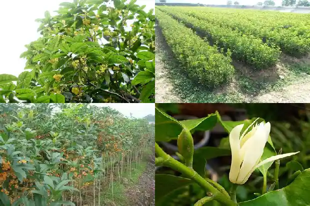 桂花树的间距多少米最好养1684974907001