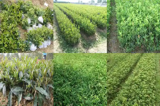 六年的桂花树多少钱一棵1690244365413
