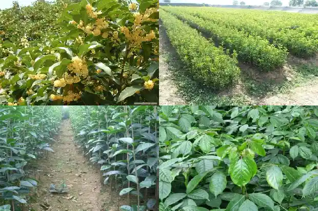 桂花树的间距多少米最好养1684974907095