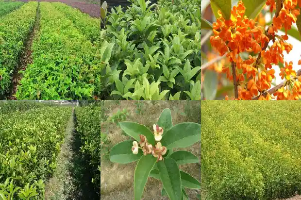 桂花茶怎么制作保存时间长1689467914665