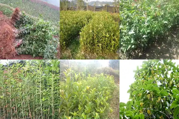 桂花树的间距多少米最好呢1684974929010