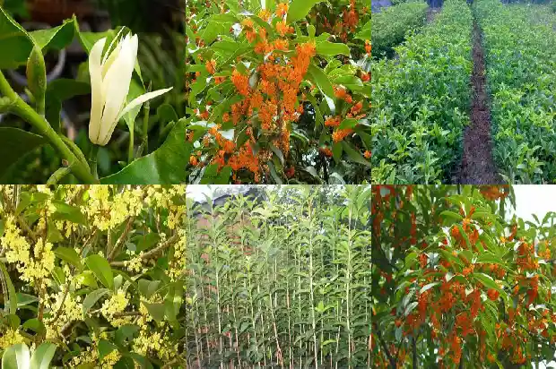 桂花树的间距与行距是多少1684974976350