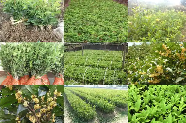 桂花树株距多少合适移栽1684975077403