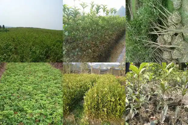 桂花树株距多少合适移栽1684975077497
