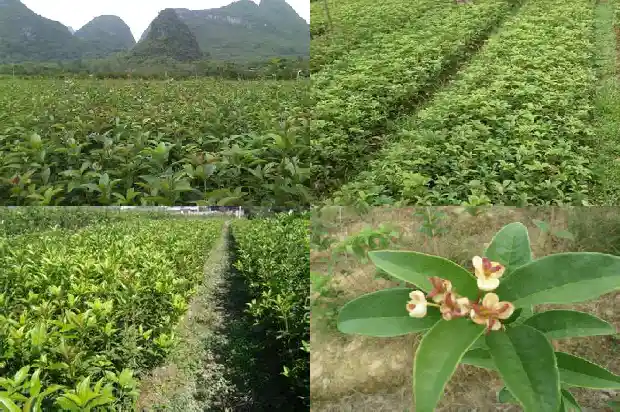 桂花树株距多少厘米合适1684975098764