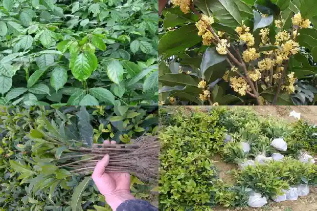 红茶陈皮桂花茶功效与作用1689208198625