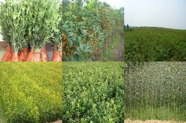 桂花树种植间距多少为宜1684975143060