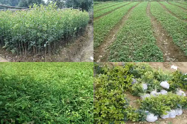 桂花树种植间距多少为宜1684975143107