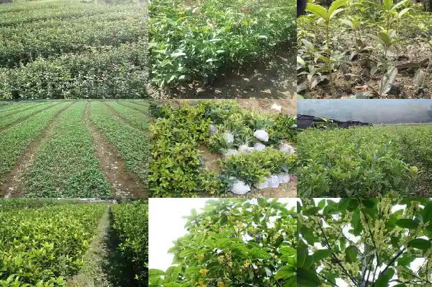 桂花树种植间距多少为宜1684975143154