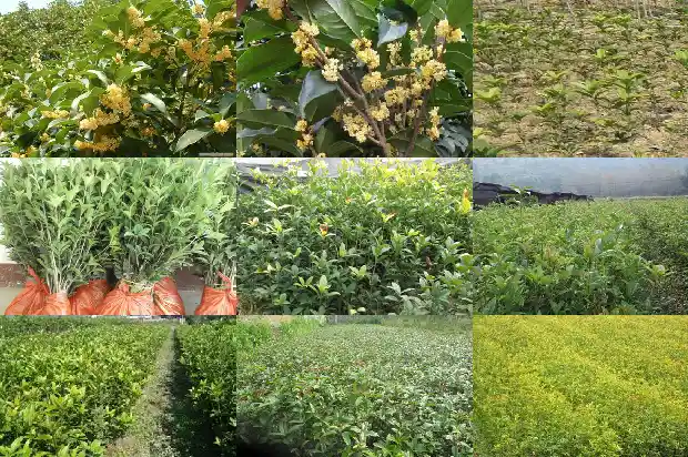 桂花种植株行距多少1684975159045