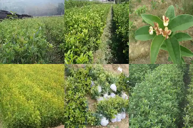 桂花树种植间隔距离多少最好1684975182324