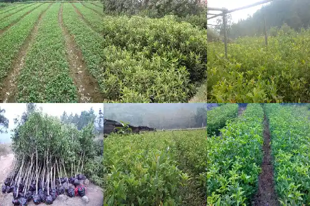 桂花树种植间隔距离多少最好1684975182371