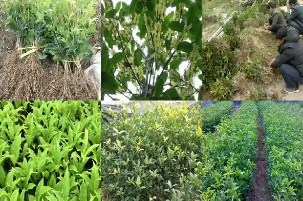 桂花树种植间隔距离多少合适呢1684975208126
