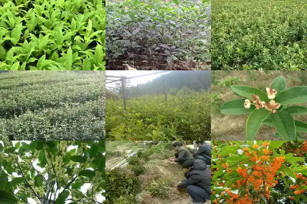 桂花树种植间隔距离多少合适呢1684975208174