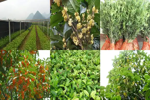 桂花树种植间隔距离多少合适呢1684975208222