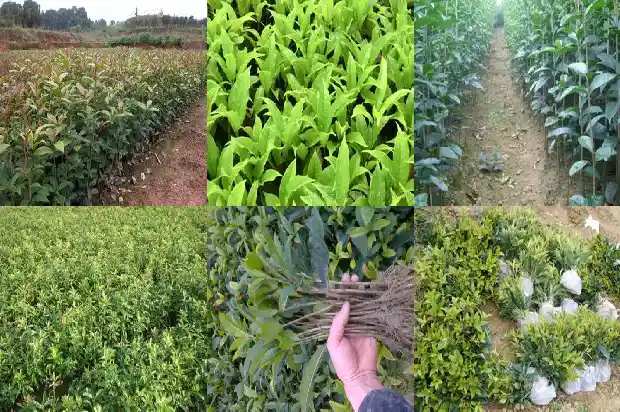 桂花树种植间隔距离多少合适呢1684975208269