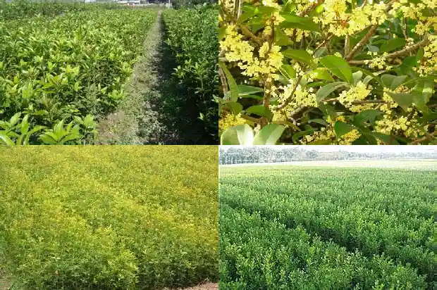 桂花树定植距离多少1684975290127