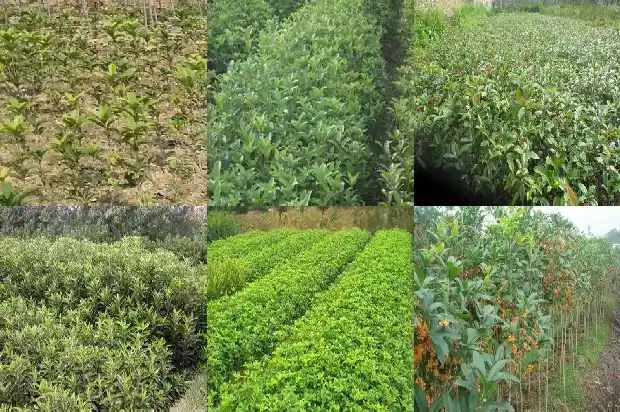 桂花树定植距离多少1684975290175
