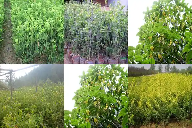 桂花树定植距离多少1684975290221