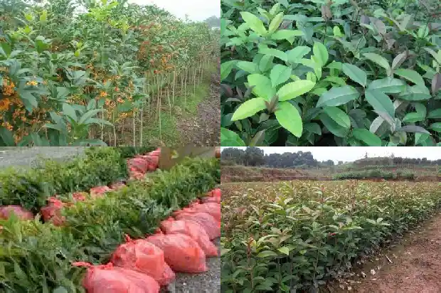 桂花树定植距离多少1684975290269