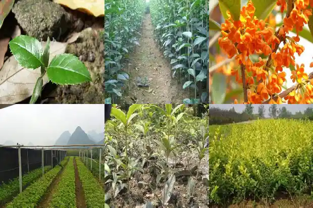 桂花树什么温度移栽最好1684975311766