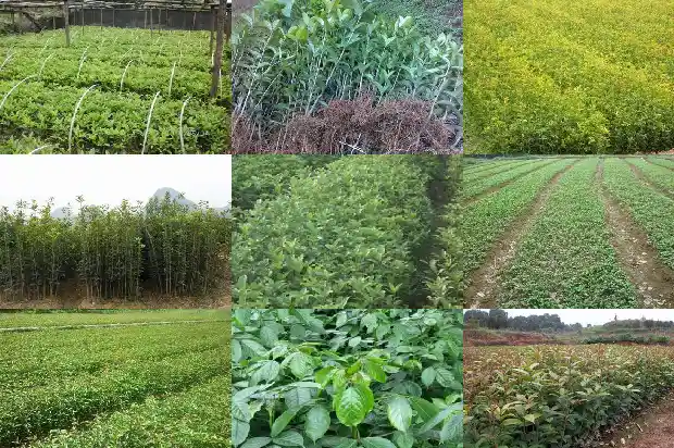 桂花树什么温度移栽最好1684975311860